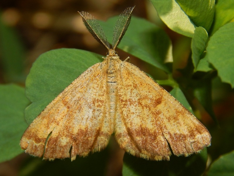 Lepidotteri da ID